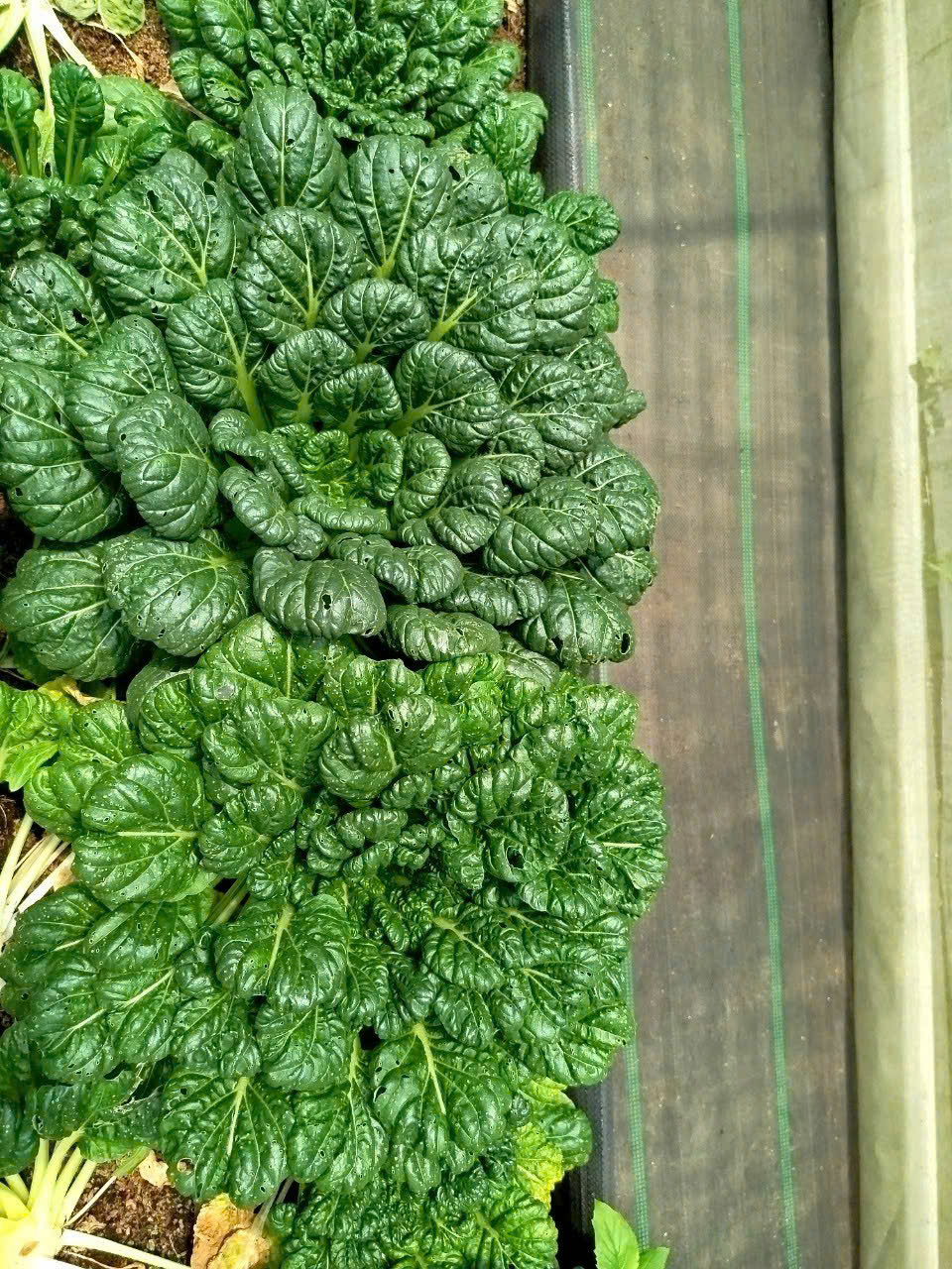 Cải tatsoi - Hợp Tác Xã Rau Sạch Nguyễn Minh